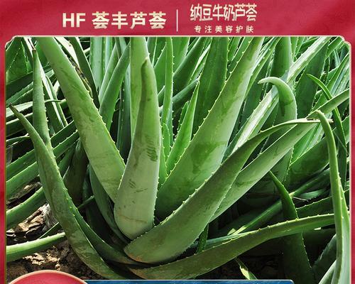 以库拉索芦荟叶插枝繁殖的方法与技巧（简单易行的库拉索芦荟繁殖技巧，让您拥有更多的芦荟植株）