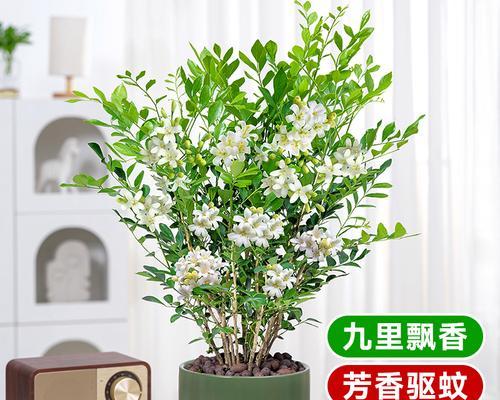 九里香养护指南（如何养护九里香，让它每年开出美丽的花朵？）