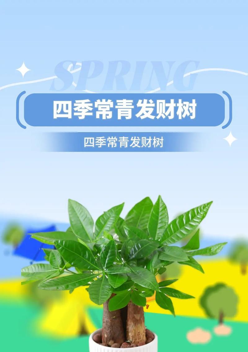 发财树如何从小盆移出(教你正确的方法,让发财树茁壮成长)