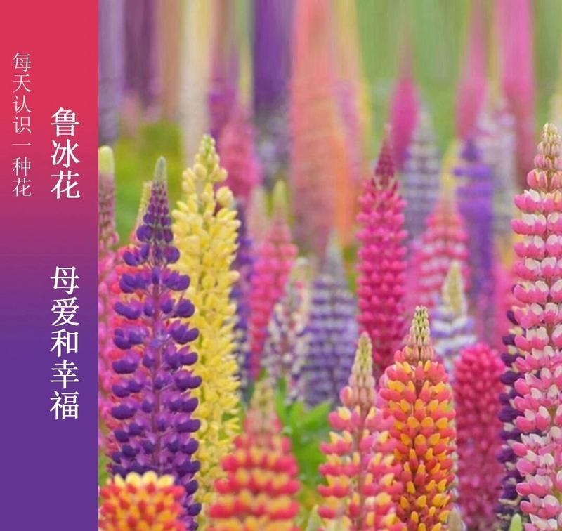 鲁冰花花朵之美（探索鲁冰花花朵的形态与特征）
