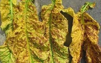 花卉烂叶子的防治方法（解决花卉烂叶子问题的有效措施）