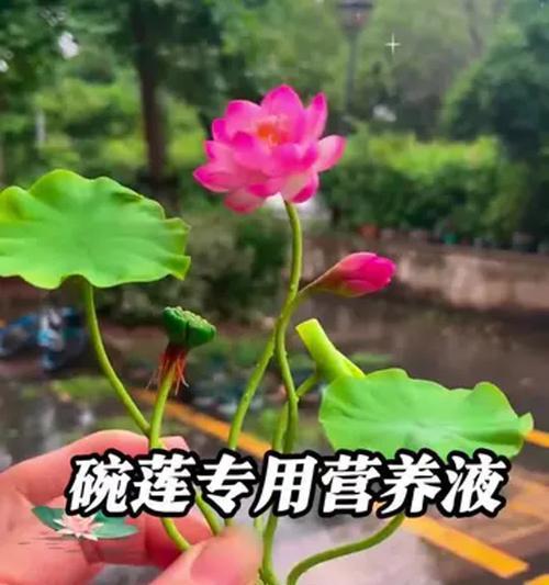 如何正确浇水以促进花的发芽（发芽花的浇水技巧及注意事项）