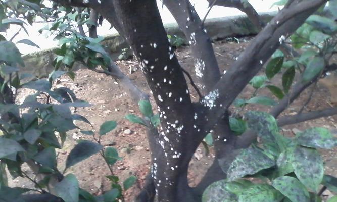 佛肚竹生虫怎么处理？（有效的佛肚竹虫害防治方法）