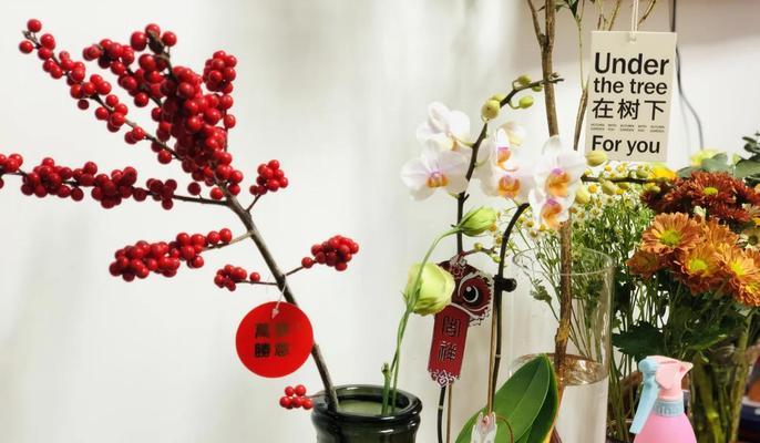 打造繁茂冬青苗园林——以冬青苗怎么养（掌握关键技巧助力冬青苗茁壮成长）