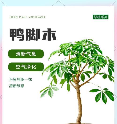 以鸭掌树叶片繁殖的方法与技巧(以鸭掌树叶片进行无土繁殖的关键步骤与注意事项)