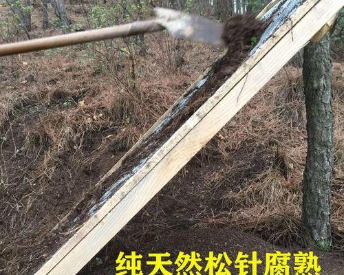 以松针叶怎么栽花（利用松针叶打造美丽花园）