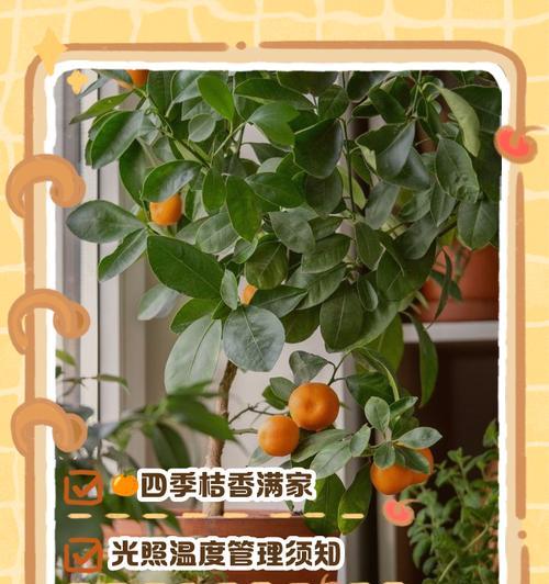 盆栽柑橘的枝修剪技巧(打造健康繁茂的盆栽柑橘,从枝修剪开始)