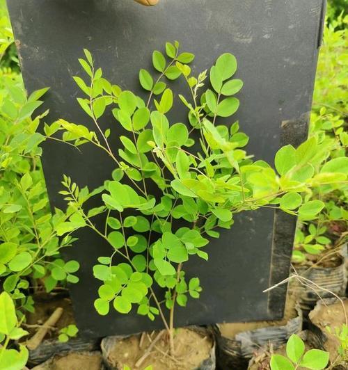 灌丛生长条件和特性探析（灌丛的适生环境和形态特征及其对生态环境的影响）