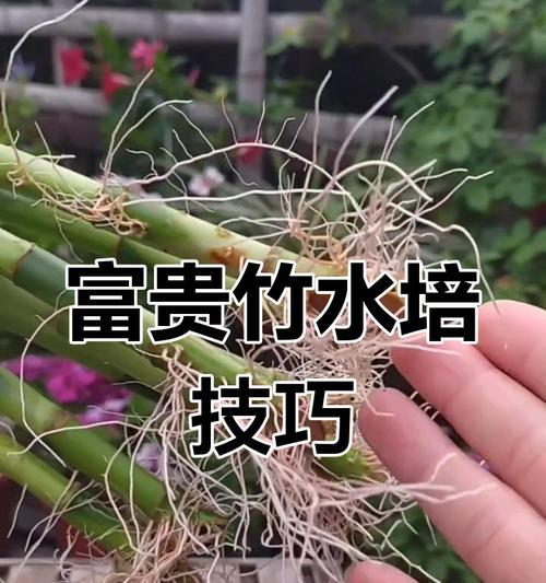 富贵竹水养全攻略（培养富贵竹的窍门、喜好、浇水及养护技巧）