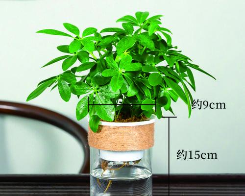 以鹅掌招财树繁殖的技巧与方法（打造财富之树，让鹅掌招财树繁衍不断）