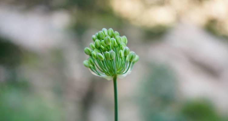 探秘高等植物的奥秘（常见高等植物的形态特征及分类鉴别）