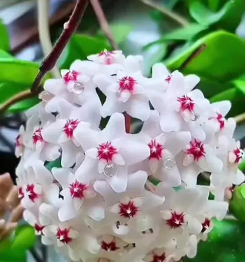 如何养护球兰花,享受花卉美好(球兰花养护全攻略,让您的家如花园般绚丽)