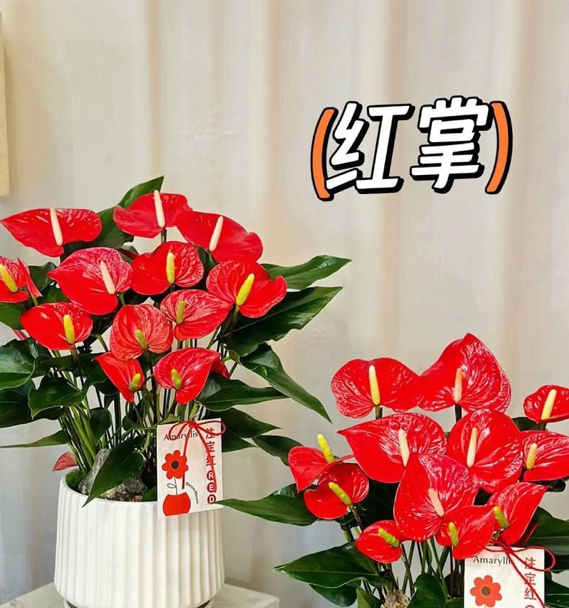 如何在家中养好红掌？（红掌的适宜摆放位置和注意事项）