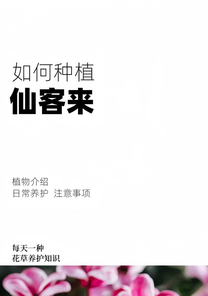 以仙客来开花的方法与处理技巧（打造美丽花园，掌握仙客来开花的窍门）