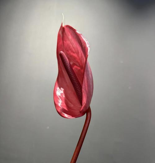 红掌花语象征与寓意（传递爱的语言）