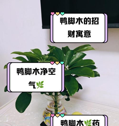鸭脚木无虫子之谜解开（探索鸭脚木幽灵般的免疫力）