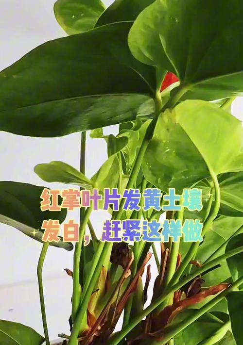 红掌叶子发黑不发黄的原因及处理方法（探寻红掌叶子变色背后的秘密，帮助红掌恢复健康生长）