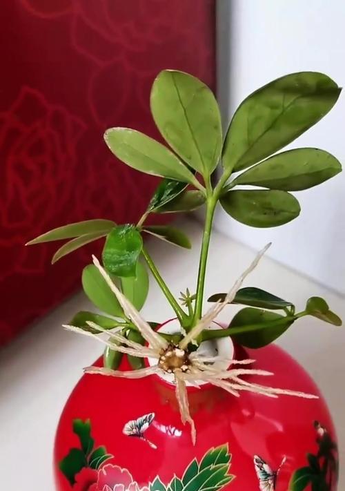 花木养殖指南（打造繁花似锦的花园）