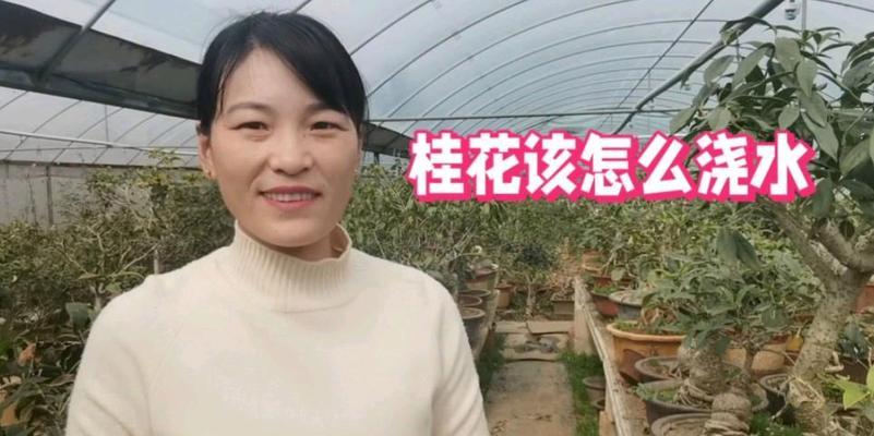 如何正确浇水桂花，让其健康茁壮（桂花浇水的关键要点与技巧）
