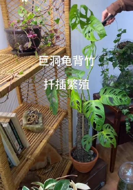 龟背竹扦插最佳时间（选择明智的时间让龟背竹扦插更容易成功）