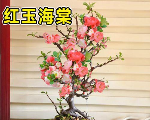 盆栽海棠花的养护指南（海棠花盆栽的生长、浇水、施肥、修剪、病虫害防治和过冬技巧）