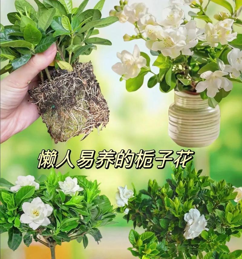 四季枝枝花的种植技巧（打造四季盛开的花园，让枝枝花绽放绚丽）