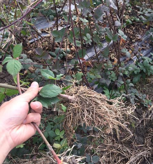 树莓种植条件解析（了解树莓的适宜生长环境，掌握关键温度要求）