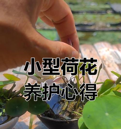 如何种植莲花（莲花种植的关键步骤和常见问题解答）