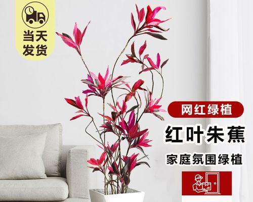 红叶朱蕉水培养护指南（打造鲜艳红叶的水培朱蕉，从栽培到养护全攻略）