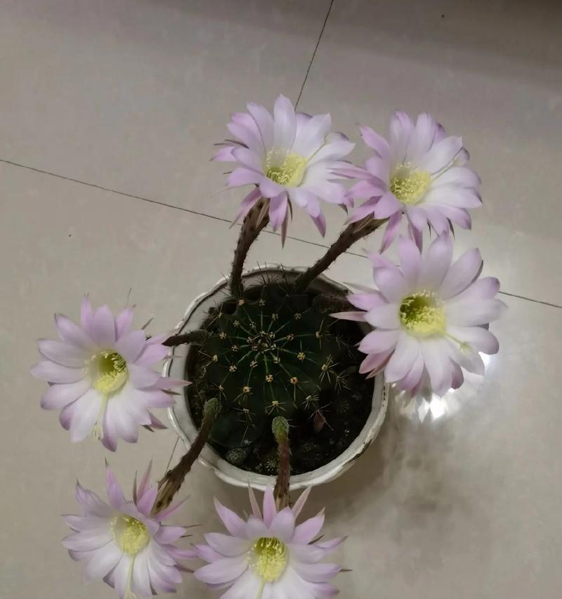 《白雪光仙人球开花之奇迹》（探秘白雪光仙人球开花的秘密与技巧）