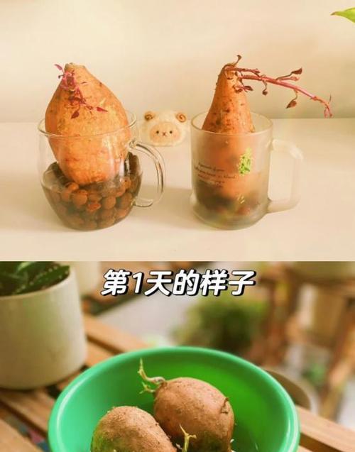 如何正确留种红薯