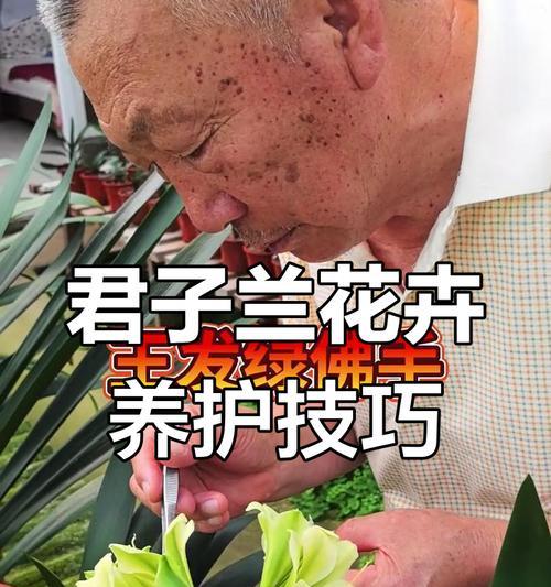 养君子兰的技巧与经验（打造健康繁花盛开的君子兰花园）