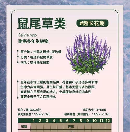 探究鼠尾草的生长特点（草本还是木本？解析其特性和应用）
