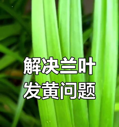 如何解决兰花叶发黄的问题（兰花养护小贴士，让叶片重新变翠绿）