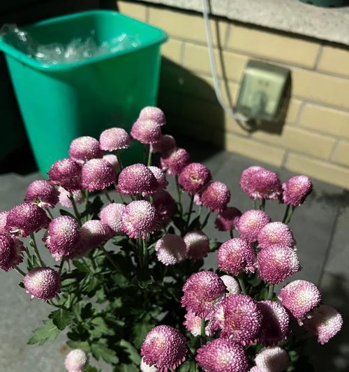 培育菊花球的技巧与方法（打造华丽菊花球，从小秘密开始）