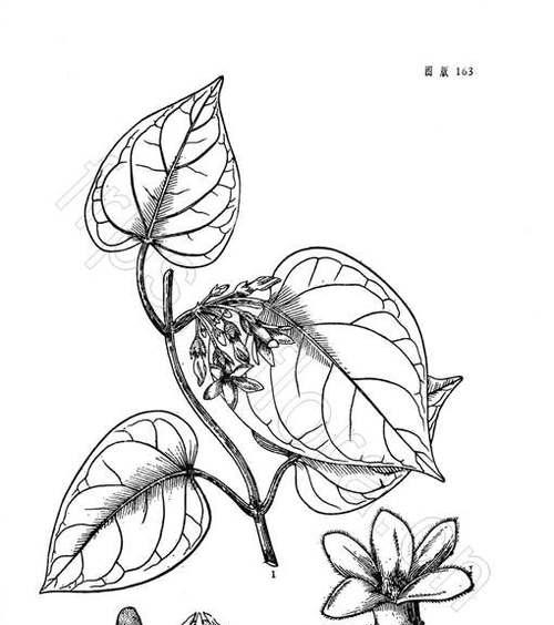 夜来香之嫁接之道（掌握关键技巧成功嫁接夜来香）