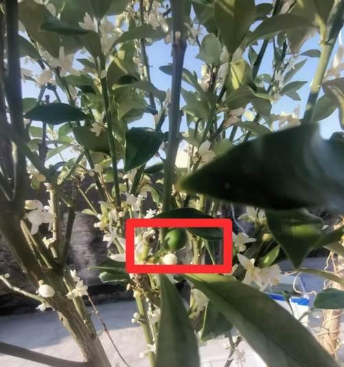 金桔春节的浇水技巧（打造繁茂金桔树的小窍门）