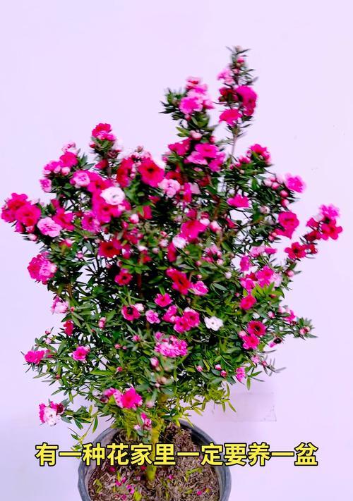 以松红梅怎么养——打造美丽的寒冬花海（四季如春的精彩华章，用爱与耐心呵护）