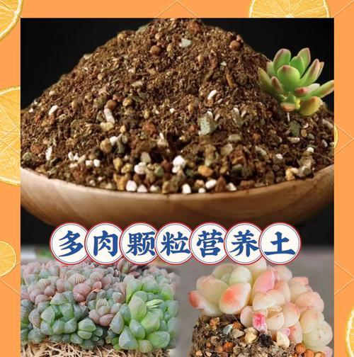 多肉小土不够，如何解决？（多肉养殖技巧与土壤调配秘笈）