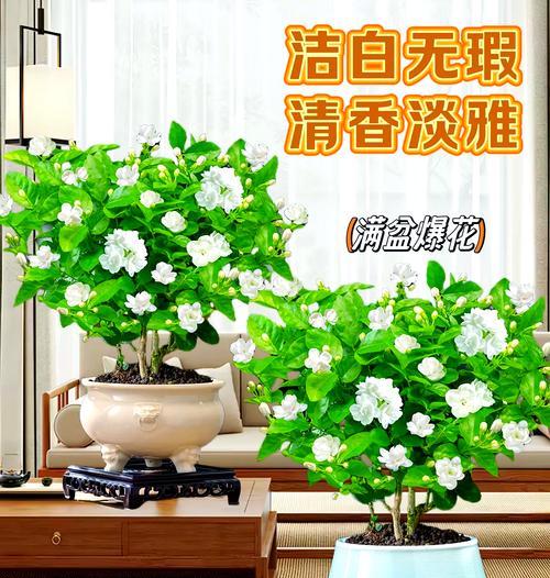 迷人的茉莉花世界（芬芳馥郁的花海与茶乡）