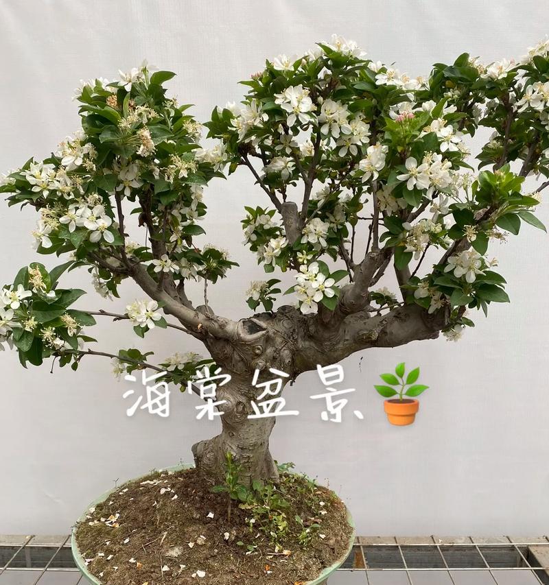 如何养护贴梗海棠盆景（爱护海棠盆景常识一览）