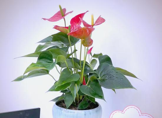 红掌——美丽却有害（红掌对人身体的危害与防范）