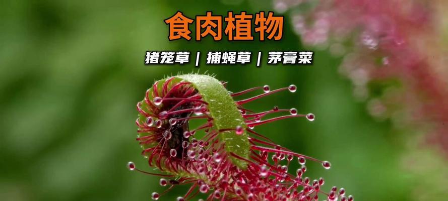 蚜虫（揭秘蚜虫如何以花为食）