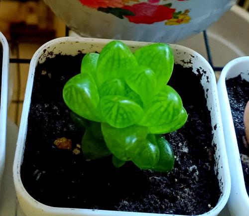 夏日养护之玉露浇水秘籍（玉露夏天怎么浇水？教你浇出清爽透心凉）