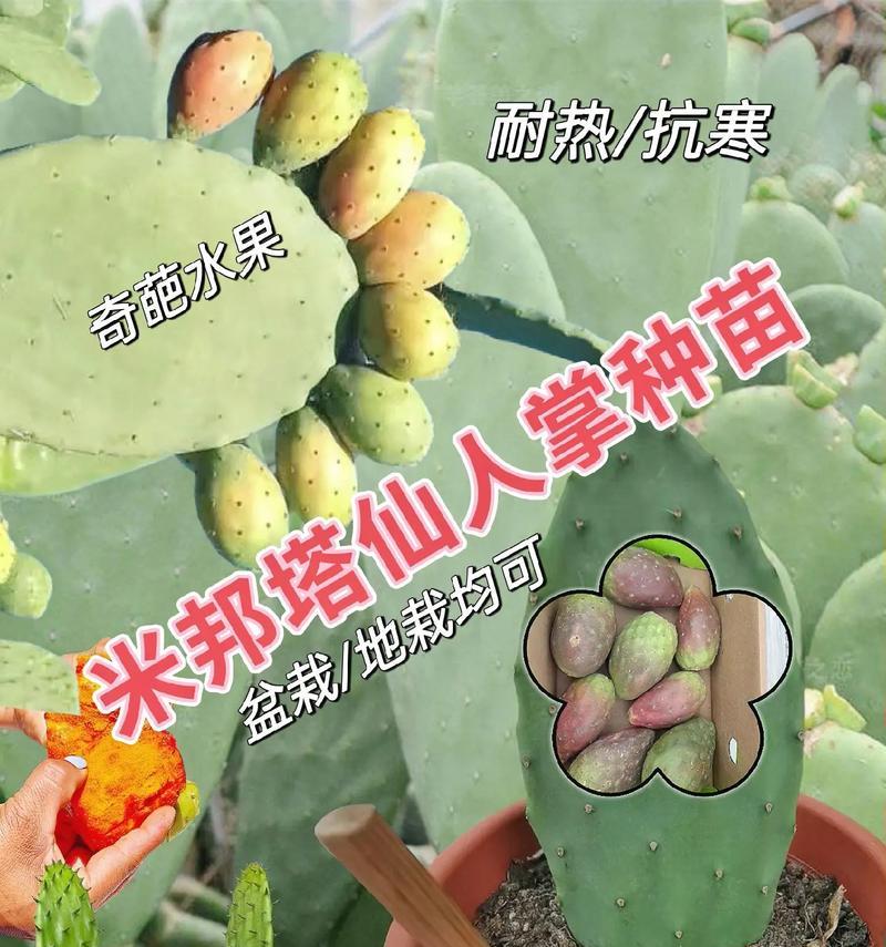 肉肉怎么嫁接仙人掌（掌握嫁接技巧，让肉肉与仙人掌相融合）