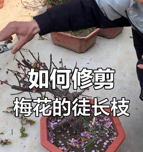 梅花修剪的技巧及注意事项（掌握梅花修剪的时间和方法，打造优美梅花树）