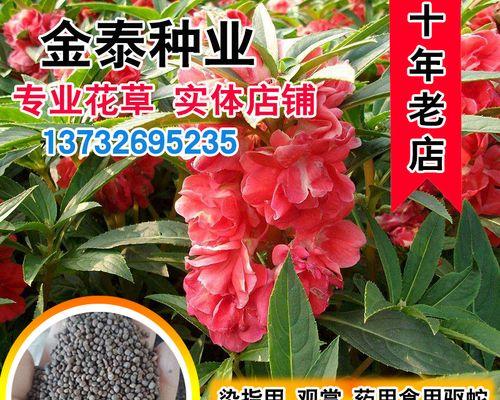 以风仙花种子怎么种（解密风仙花种植的技巧与经验）