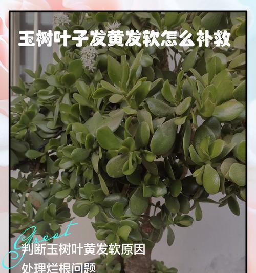 如何处理碧玉叶子发黄问题？