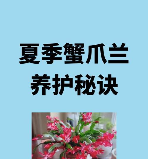 如何加强蟹爪兰的根系生长（解决蟹爪兰根系弱小的问题，助力植物健康成长）