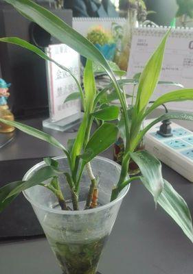 鲁冰花是喜阴植物还是喜阳植物？（探究鲁冰花生长的光照环境和喜好条件）